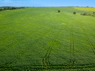 Aerial view of a still green soybean plantation, on a farm in the rural area, in Brazil