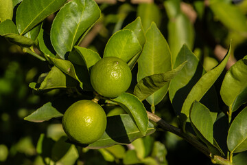 Green limes on a tree on a family farm in Brazil. Close-up of green citrus fruit, natural...