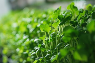 Fototapeta na wymiar Young microgreen plants in a greenhouse, lush greenery