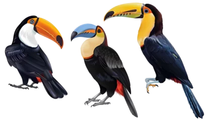 Zelfklevend Fotobehang Tropical toucan bird collection (portrait, sitting, flying) isolated on white background, animal bundle © Ziyan Yang