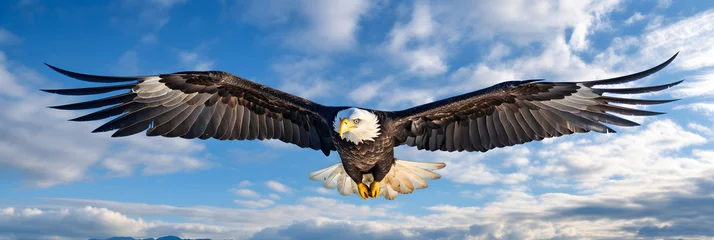  Majestic Eagle Soaring High in the Clear Blue Sky : A Display of Freedom and Dominance © Lottie