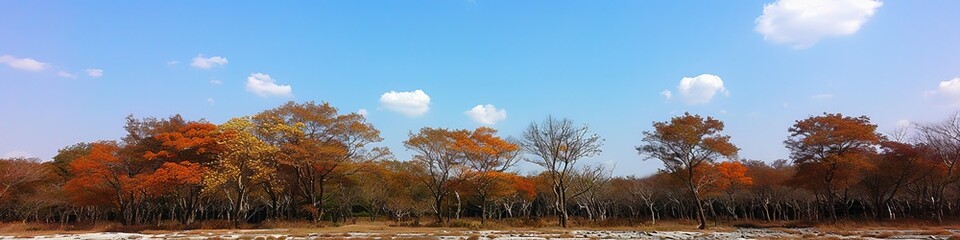 Fototapeta premium Wide Panoramic Landscape of a Forest in Fall Colors under a Spacious Blue Sky