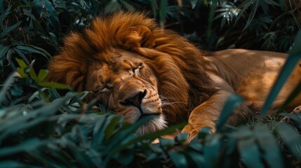 A wild lion, Panthera Leo, is laying down in the lush greenery of an African forest.