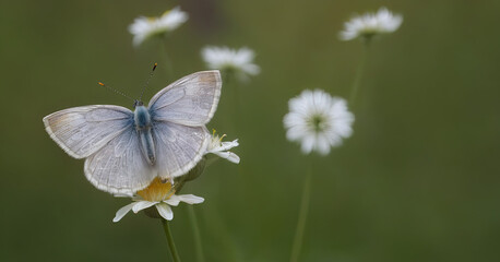 Obraz premium butterfly on a flower