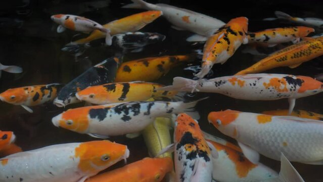 Colorful Koi fishes are swimming in the pond.