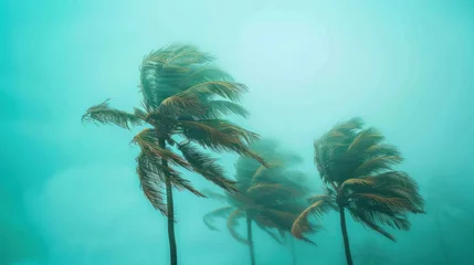 Store enrouleur tamisant sans perçage Corail vert Coconut trees are blown by strong winds in a tropical storm under an overcast sky.