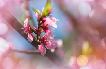 Sierkussen Blossom tree © Galyna Andrushko