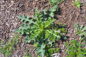 a large very heathy weed growing in a bed for wood chip mulch