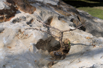 this tree tried to take root in a small crack in some sedimentary rock but didn’t mature