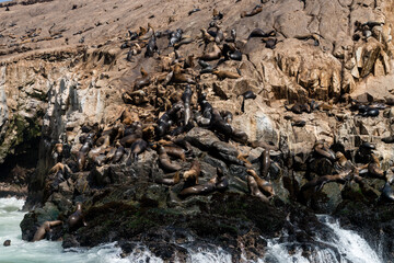 Sea lions on the rocks