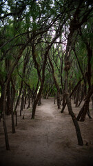 A trail in trees