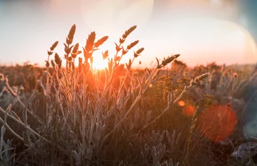 Rolgordijnen Sunny meadow © Galyna Andrushko