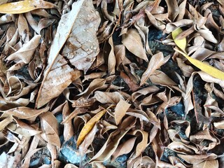 background of dried leaves