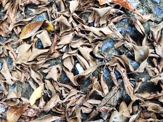 background of dried leaves