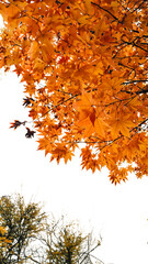 autumn leaves on the tree