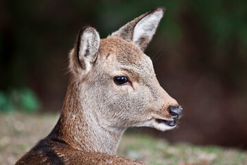 close up of a head of a deer