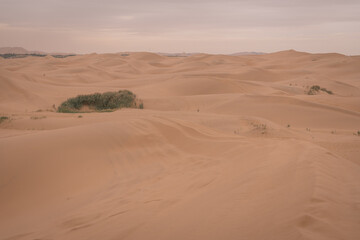 Fototapeta na wymiar Horizontal image of the grass growing in the desert of Inner Mongolia, China