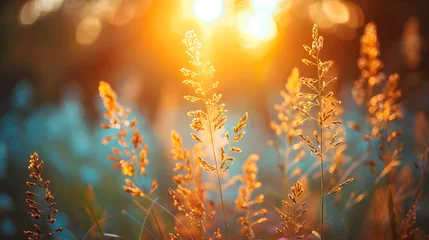 Fotobehang Wild grass in the forest at sunset, macro, shallow depth of field, abstract summer nature background with vintage filter. © ELmahdi-AI