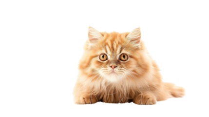 Persian cat on a white background