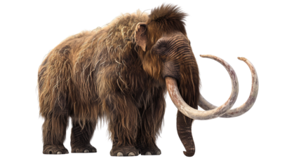 mammoth, prehistoric mammal isolated with shadow on white background