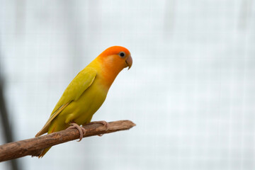 Image of Agapornis lilianae, a small parrot that is popular as a pet