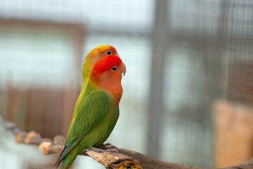 Image of Agapornis lilianae, a small parrot that is popular as a pet