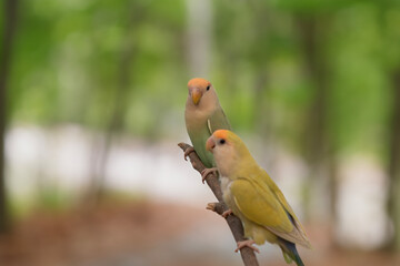 Image of Agapornis lilianae, a small parrot that is popular as a pet