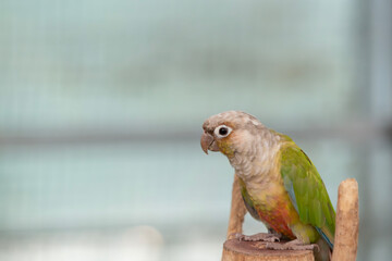 Image of a conure parrot sitting beautifully on a tree branch