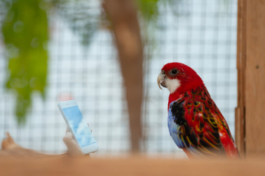 Beautiful rosella parrakeet image in multiple colors as a large parrot