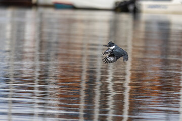 kingfisher in flight