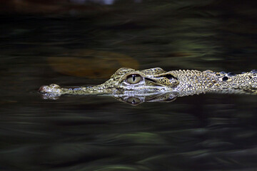 crocodile, a crocodile swimming in a river