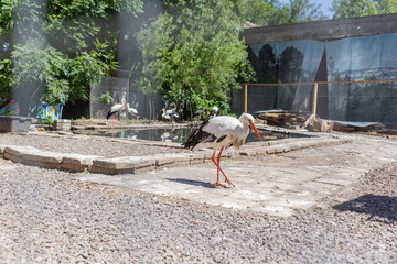 crane birds standing in the yard with small pond of animal shelter in lviv