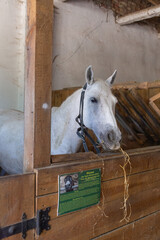 white horse showing its face in the barn of animal shelter in lviv