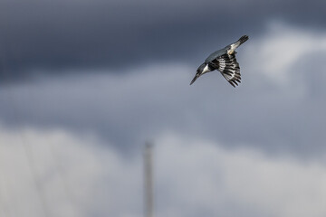 bird in flight