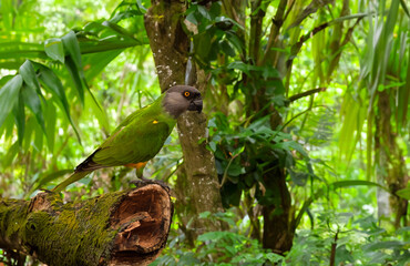 Image of Senegal parrot sitting on a tree in the forest