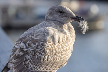seagull at port