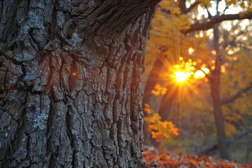 Obraz premium Sunset rays peeking through autumn trees, highlighting tree bark texture.