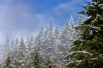 snow covered pine trees