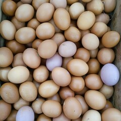 eggs on the market