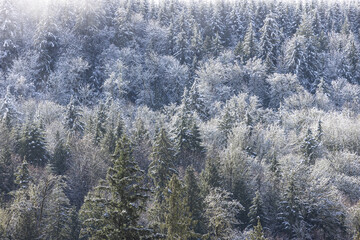 snow covered trees