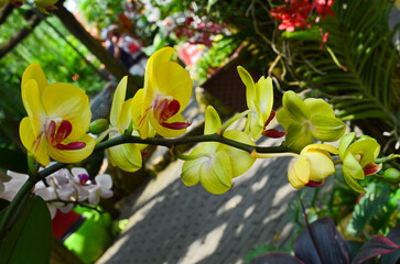 Obraz premium blooming orchid flower in a botanical garden in summer or spring time