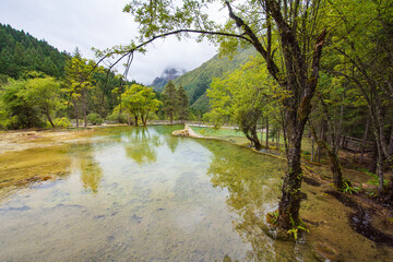 Huanglong Yaochi and spruce trees in Sichuan, China