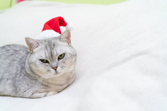 Scottish straight Christmas cat in a red santa hat sleeps on a white blanket. Pets, Christmas stories with pets.