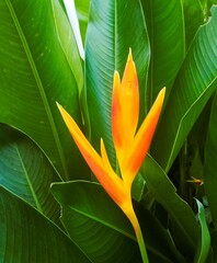 tropical flower