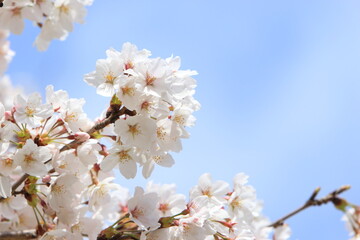 満開のソメイヨシノのクローズアップ　青空背景