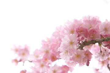 満開の八重紅彼岸桜のクローズアップ　白背景