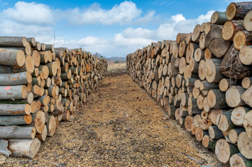 A woodpile of chopped lumber in the forest. A big pile of cut down beech trees. Deforestation.