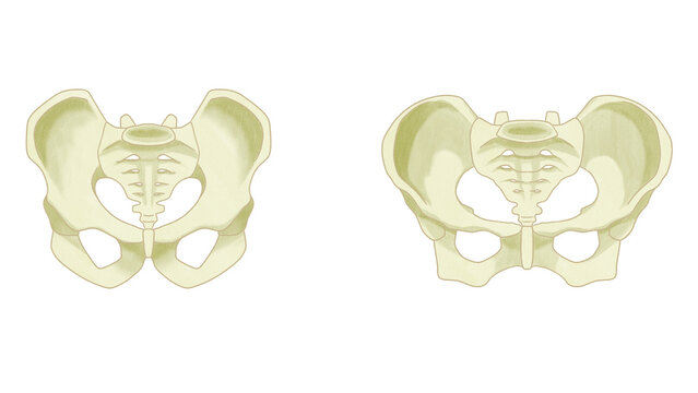Differences between male and female pelvis Anatomy of skeleton transparent PNG