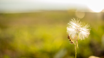 Nature background with a flower and blurry background