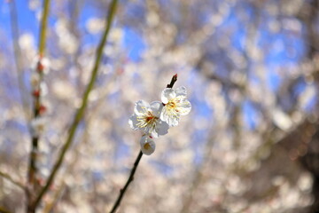 春、満開の梅の花